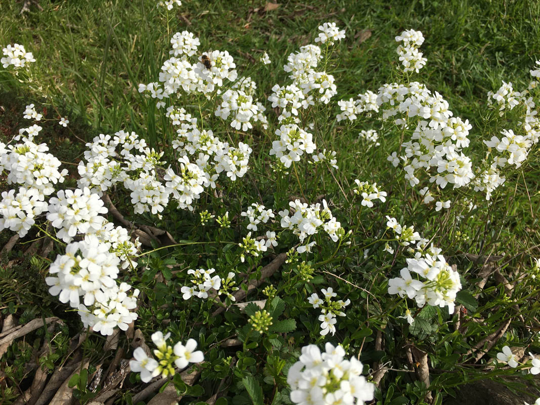 Arabis ferdinandi-coburgii